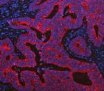 Cytokeratin 19 Antibody in Immunohistochemistry (Paraffin) (IHC (P))