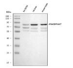 PAK7 Antibody in Western Blot (WB)