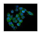 AMPK beta-1 Antibody in Immunocytochemistry (ICC/IF)
