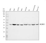 Arg3.1 Antibody in Western Blot (WB)