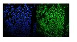 OGT Polyclonal Antibody