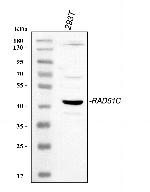 RAD51C Polyclonal Antibody