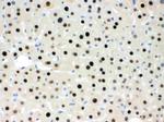 RbAp48 Antibody in Immunohistochemistry (Paraffin) (IHC (P))