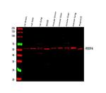 RbAp48 Antibody in Western Blot (WB)