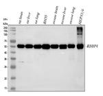 RbAp48 Antibody in Western Blot (WB)