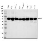RbAp48 Antibody in Western Blot (WB)