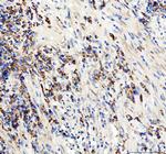 CD19 Antibody in Immunohistochemistry (Paraffin) (IHC (P))