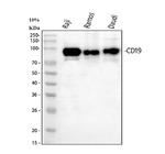 CD19 Antibody in Western Blot (WB)