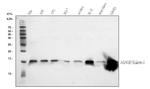 Galectin 1 Antibody in Western Blot (WB)