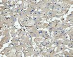 CD14 Antibody in Immunohistochemistry (Paraffin) (IHC (P))