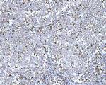 CD14 Antibody in Immunohistochemistry (Paraffin) (IHC (P))