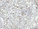 CD14 Antibody in Immunohistochemistry (Paraffin) (IHC (P))