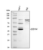 CD14 Antibody in Western Blot (WB)