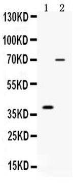 CD46 Polyclonal Antibody