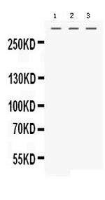 MGA Polyclonal Antibody