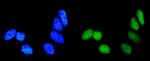 RAB9 Polyclonal Antibody