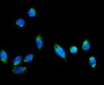 AFG3L2 Polyclonal Antibody