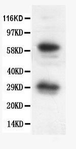 Bcl-X Polyclonal Antibody