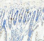 GIP Antibody in Immunohistochemistry (Paraffin) (IHC (P))