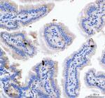 GIP Polyclonal Antibody