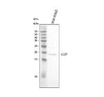 GIP Antibody in Western Blot (WB)
