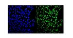 MEF2A Polyclonal Antibody
