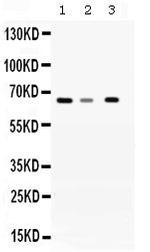 WDR1 Polyclonal Antibody