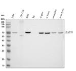 Zap-70 Antibody in Western Blot (WB)