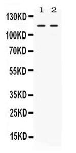 Argonaute 4 Polyclonal Antibody
