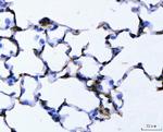 ALDH1A2 Antibody in Immunohistochemistry (Paraffin) (IHC (P))