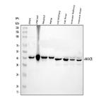 AMACR Antibody in Western Blot (WB)