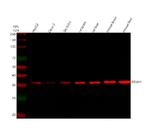 DDAH1 Antibody in Western Blot (WB)