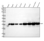 DDAH1 Antibody in Western Blot (WB)