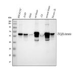 alpha Internexin Antibody in Western Blot (WB)