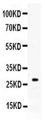 Kallikrein 8 Polyclonal Antibody