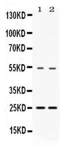 VAMP7 Polyclonal Antibody