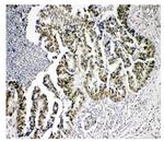 KDM5B Antibody in Immunohistochemistry (Paraffin) (IHC (P))