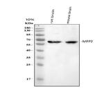 MPP2 Polyclonal Antibody