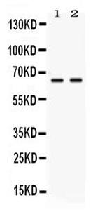 Nectin 4 Polyclonal Antibody