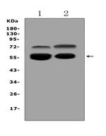 VNN1 Polyclonal Antibody