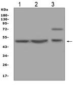 AP2M1 Polyclonal Antibody