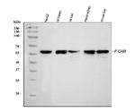 FIBB Antibody in Western Blot (WB)