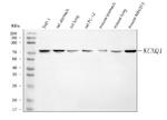 KCNQ1 Antibody in Western Blot (WB)