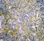 MPI Polyclonal Antibody