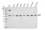 MPI Antibody in Western Blot (WB)