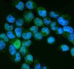 NEDD8 Polyclonal Antibody