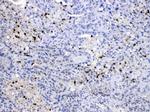 NEDD8 Antibody in Immunohistochemistry (Paraffin) (IHC (P))