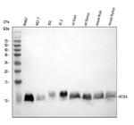 NEDD8 Antibody in Western Blot (WB)