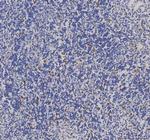 IBA1 Antibody in Immunohistochemistry (Paraffin) (IHC (P))