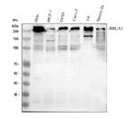 BRCA1 Antibody in Western Blot (WB)